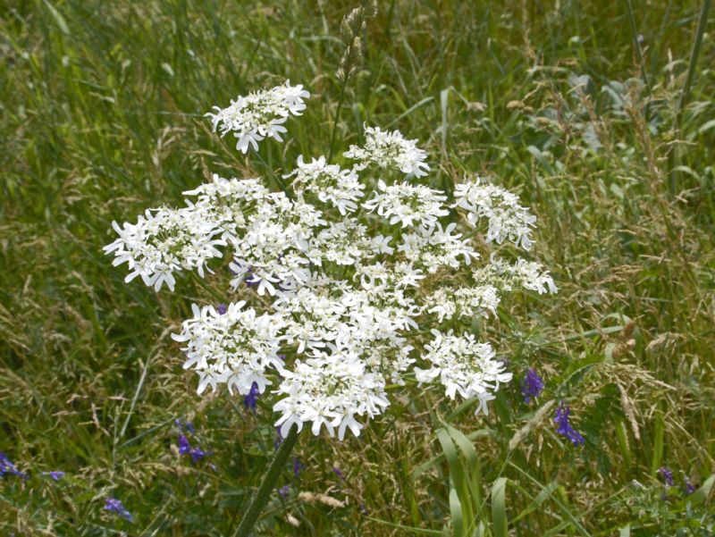 Heracleum sphondylium subsp.elegans / Panace elegante